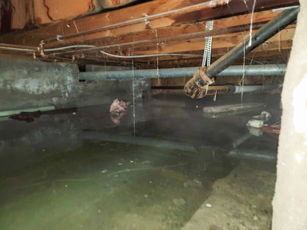 Best Water damage restoration process  in Memphis, FL