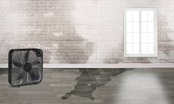 Best 24/7 water damage repair  in Memphis, FL